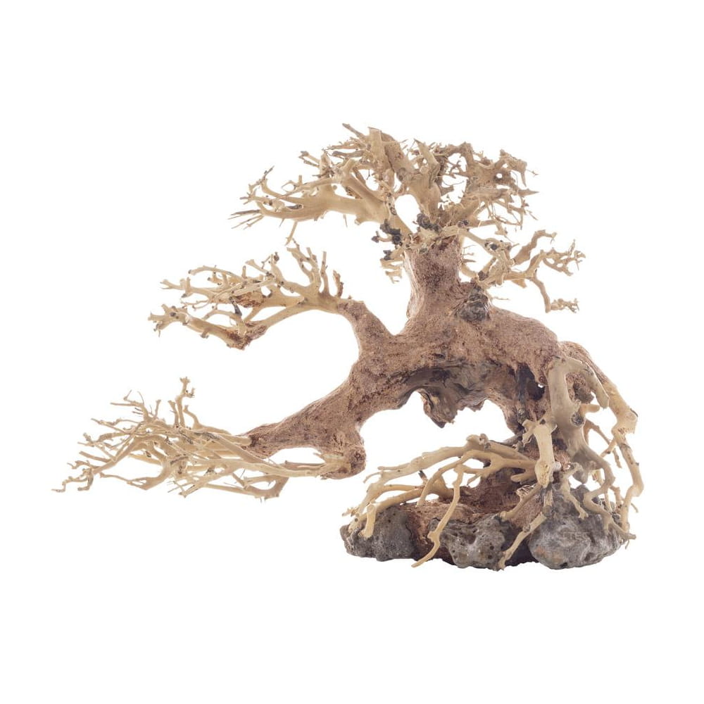 bonsai 5.jpg